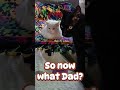Happy Tuesday #update #changes #video #grutube #catdad #catlife #catvibes #cutecats #meow #cats #fyp