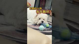 瓶瓶壞了發脾氣?麻麻哄狗有絕招!