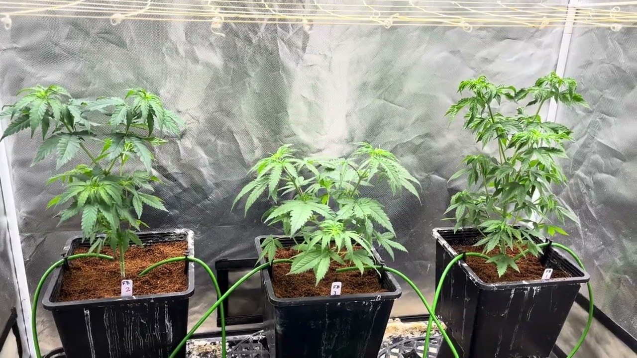 Frozen bag floraflex beam heavy16 nutrients roughly 10 more days of veg in this tent￼