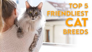 Top 5 Friendliest Cat Breeds