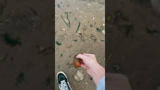 Picking Up Weirdest Jellyfish! #shorts