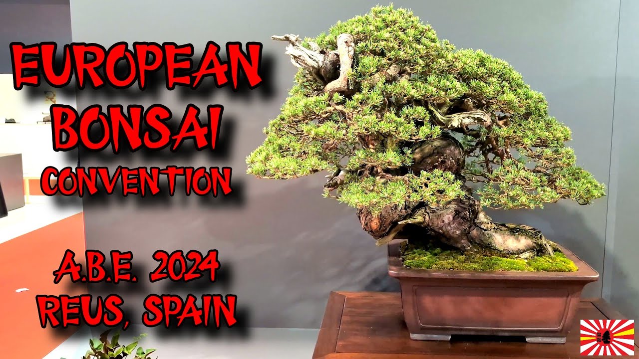 BEST BONSAI IN EUROPE 2024 ABE Reus, Spain