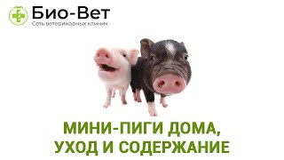Мини-пиги дома, уход и содержание Мини-пиги дома, уход и содержание