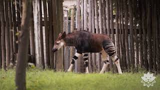 Okapi