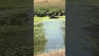 Swimming tapirs