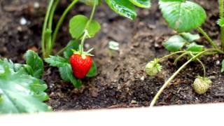 Robinson Environmental Design // Mississippi Avenue // Video Production by Lemonlight Media