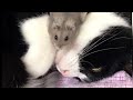 猫とハムスター【25】🐾もふもふもふ🐭🎵