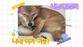 이거가능??요가하는 시바견