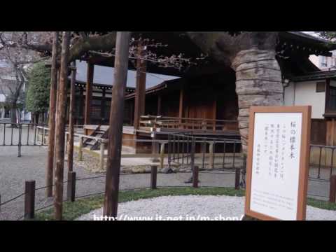 靖国神社の桜　2017年3月25日（平成29年）