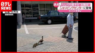 カルガモ親子  ショッピングセンターで散歩（2021年7月12日放送「newsevery.」より）