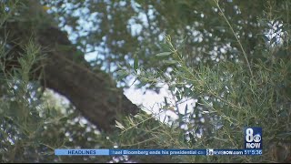 Stay Well: Battling allergies, you're not alone