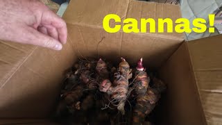 Planting Canna Lilies for 2024