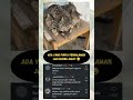 Share pengalaman kalian waktu rebutan kursi dong?!? #lucu #negeriku #kucing #cat #genz #netizen #wkw