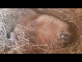 Спит, как сурок!#ручной байбак#домашний сурок#милые животные#marmot#cute animals