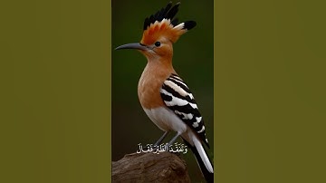 تلاوة خاشعه 🌿اكتب شئ تؤجر عليه🍃 #اكسبلور #المصحف #دويتو #حالات_واتس #الرحمن #لايك