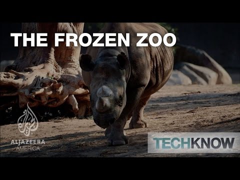 Video: Obchody so zmrznutou zoologickou záhradou v San Diegu dúfajú v budúcnosť ohrozených druhov