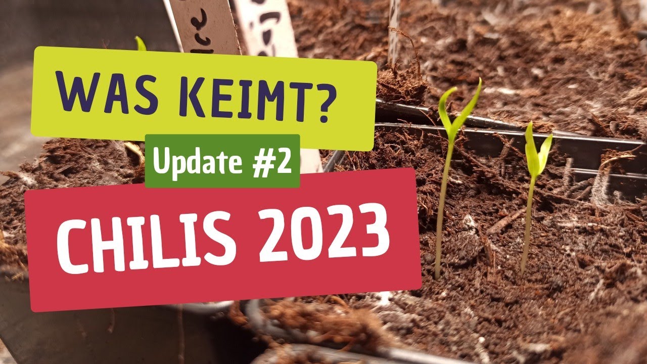 Chili-Update 2023: Das steckt hinter den Tomaten