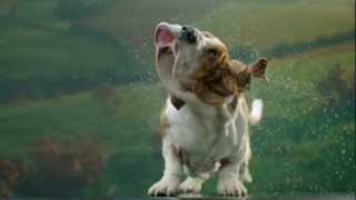 Secret Life of Dogs: Basset hound shakes off water in ultra slow motion