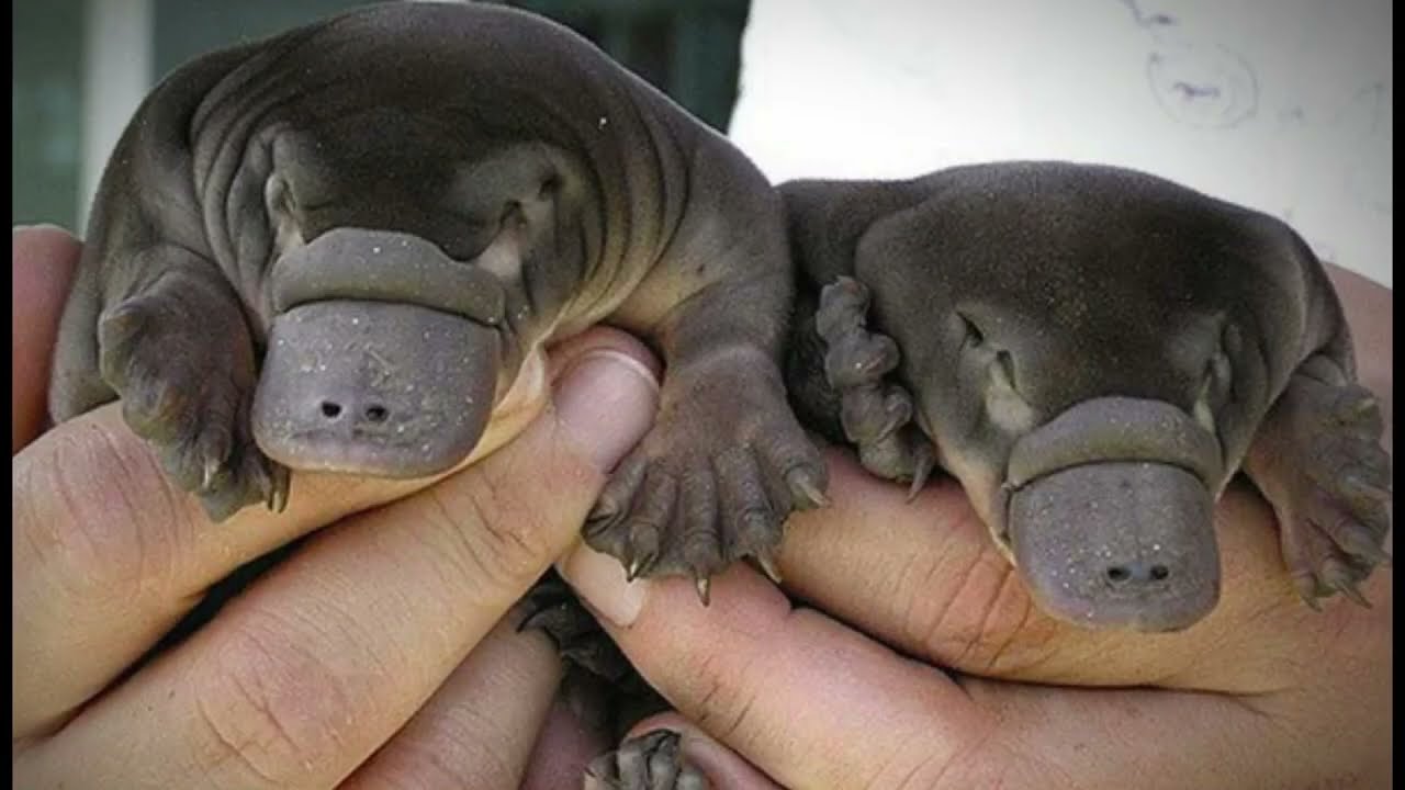 Platypus | nature's weirdest creation