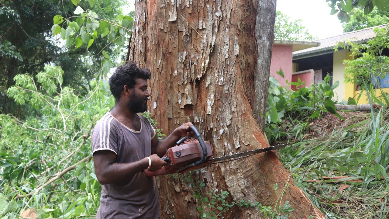 timber tree Skills Fastest Big Tree Felling  Tree Cutting Down Machines 🌴🌲