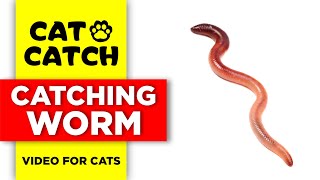 CATCH A WORM | VIDEOS FOR CATS TO WATCH - CAT GAMES screenshot 5