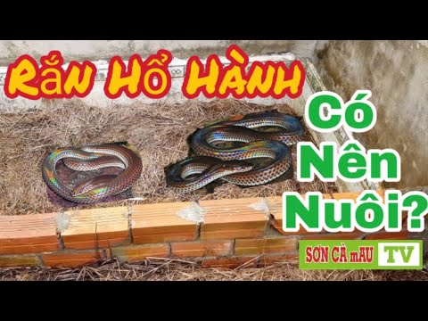 Video Cách Xây Chuồng Nuôi Rắn Hổ Hành Tại Nông Trại | SƠN... - youtube