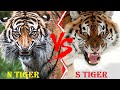 Ngandong Tiger VS Siberian Tiger - Ngandong Tiger VS Siberian Tiger Who Would Win