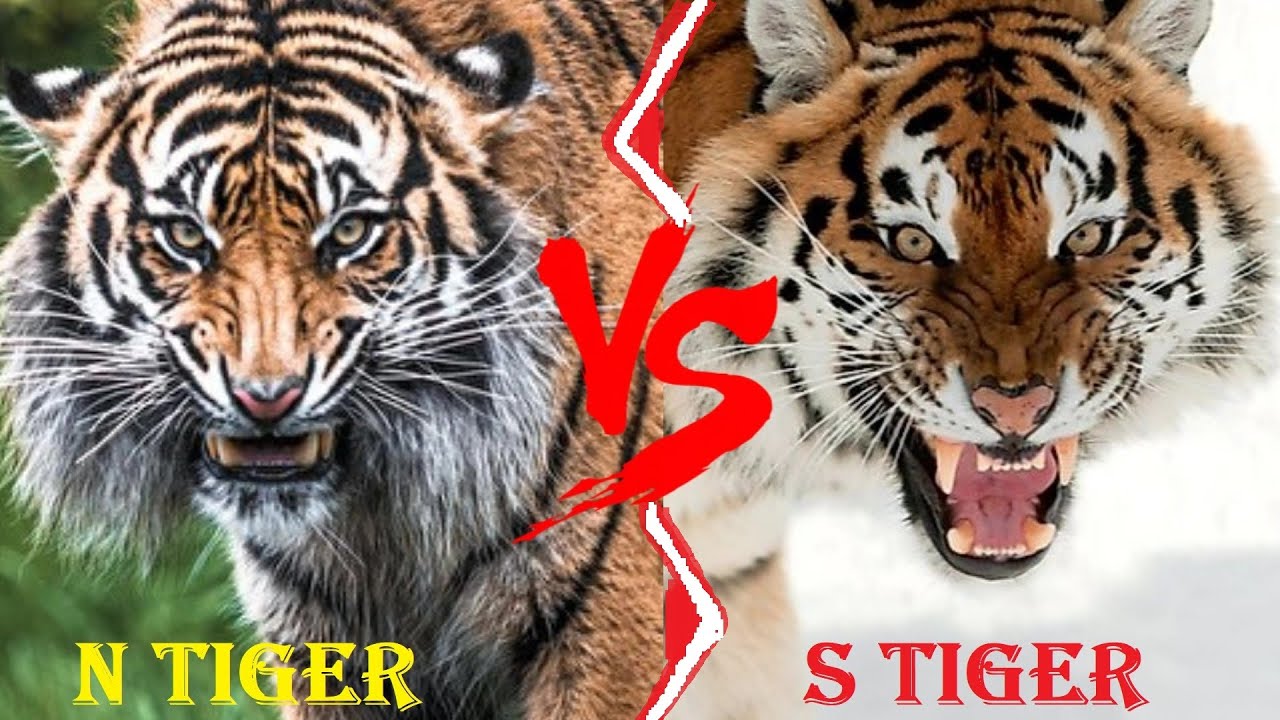 SIBERIAN TIGER VS BENGAL TIGER - Siberian Tiger VS Bengal Tiger Who Would  Win 