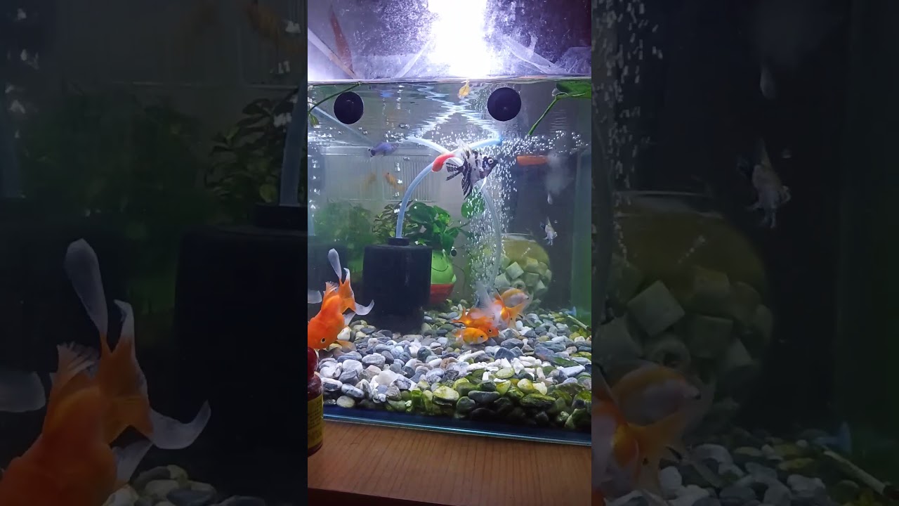 金魚跟神仙魚混養 Youtube