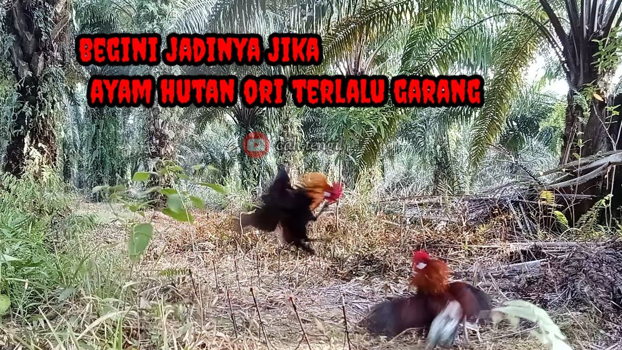 MIKAT AYAM HUTAN ❗ begini jadinya jika ayam hutan ori terlalu g4rang