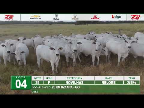 Lote 04