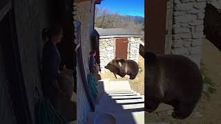 Marsican Brown Bear Returns And Pins Woman By Generator Shed