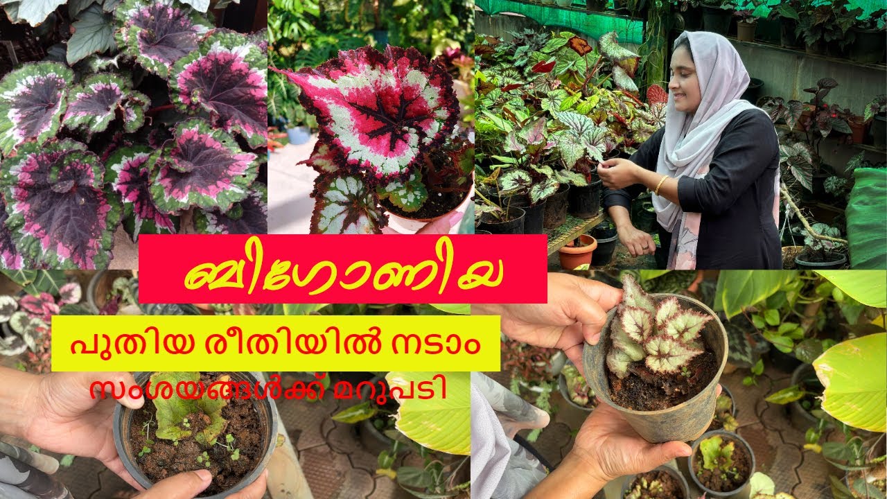🌸🔴ബിഗോണിയ പുതിയ രീതിയിൽ നടാം | സംശയങ്ങൾക്ക് മറുപടി 🔴