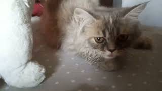 Cat vs Cat #cat #cute #funnypets #funnycats