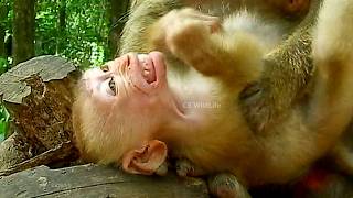 Best clip collection | Little monkey doesn`t agree its mother`s weaning !