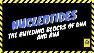Everything you need to know about Nucleotides