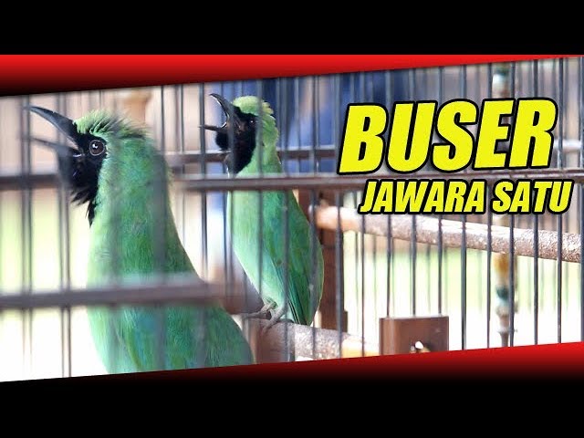 Video Cucak Ijo Juara  : Cucak Ijo BUSER Pasca Gantung Juara 1 di Event RAFHA CUP 1 class=