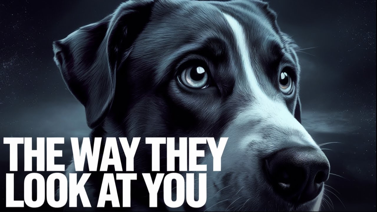 10 Signs Your Dog Loves You: How to Know Your Pup Has Imprinted on You ...