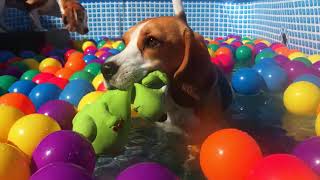 Beagle Party Compilation : Ball pits , Pools and much much more!