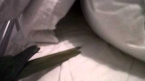 playing hide and seek with the conures