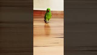 parrot talking 🦜 l Green parrot #shortsfeed #shortvideo #shorts #parrot #parrottalking #birds
