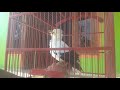 Suara Jalak Putih Gacor Dan Sangat Jinak Sekali Semua Jalak Pasti Nyaut Gacor Mp3 - Mp4 Download
