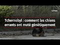 Tchernobyl  comment les chiens errants ont mut gntiquement