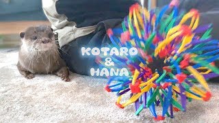 カワウソコタローとハナ　不思議なスフィアボールに夢中　Otter Kotaro&Hana Playing with Hoberman Sphere