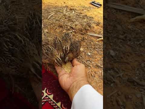 تربية السمان