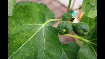More Important Springtime Thoughts on the Fig Trees