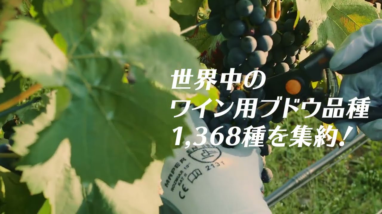 ワイン用 葡萄品種大事典 - 共立出版