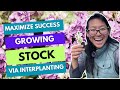 Growing stock matthiola incana interplanting for success