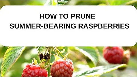 How To Prune Summer-Bearing Raspberries