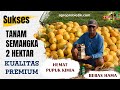 Sukses Tanam Semangka 2 Hektar Dengan Kualitas Premium